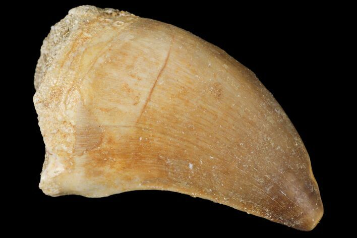 Mosasaur (Prognathodon) Tooth - Morocco #101064